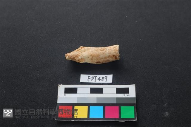 哺乳類動物骨藏品圖，第1張