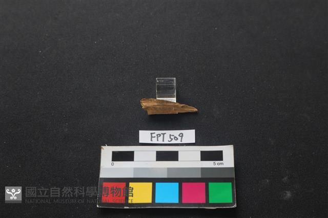 魚骨藏品圖，第1張