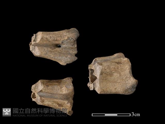 帶加工痕獸骨藏品圖，第1張