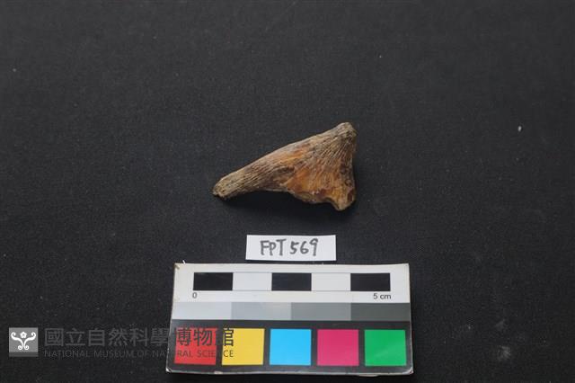 魚骨藏品圖，第1張