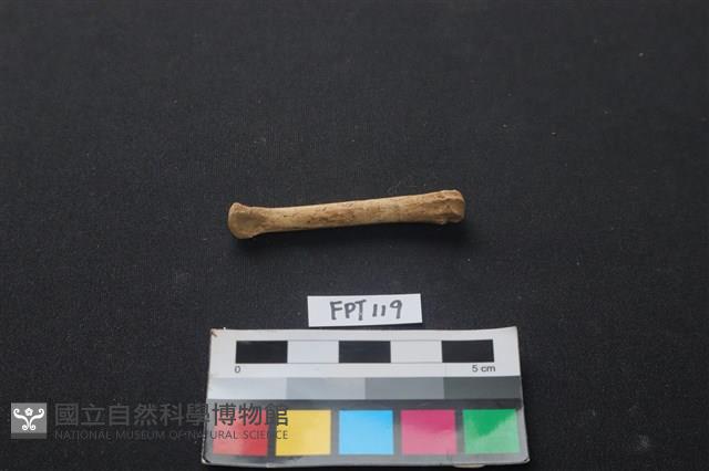 兔科骨藏品圖，第1張