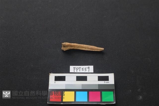 魚骨藏品圖，第1張