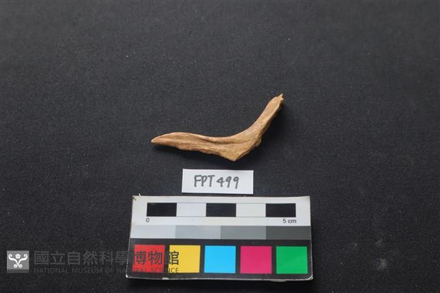 魚骨藏品圖，第1張