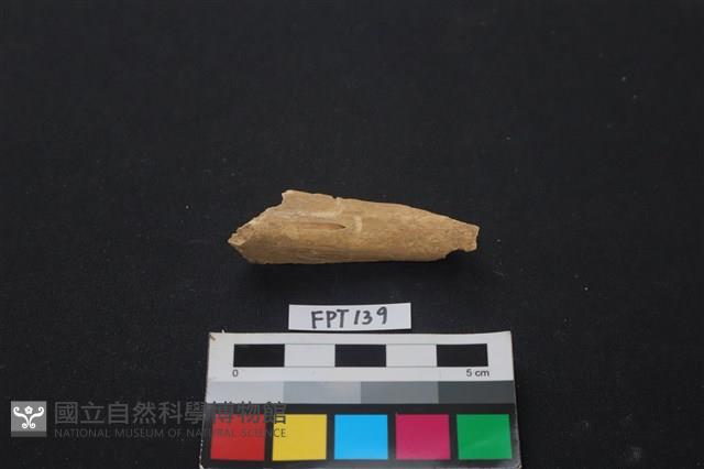 偶蹄類動物骨藏品圖，第1張