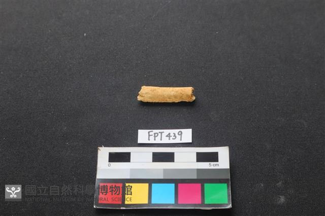 鹿骨藏品圖，第1張