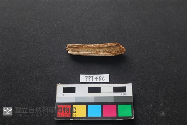 哺乳類動物骨藏品圖，第1張