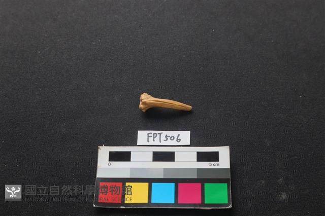 魚骨藏品圖，第1張