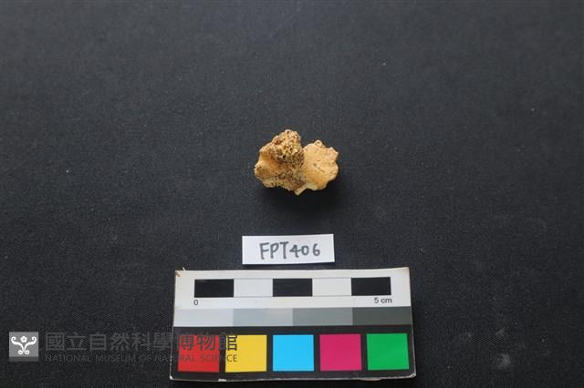 鹿骨藏品圖，第1張