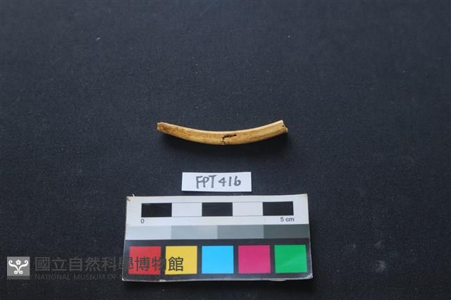 鹿骨藏品圖，第1張