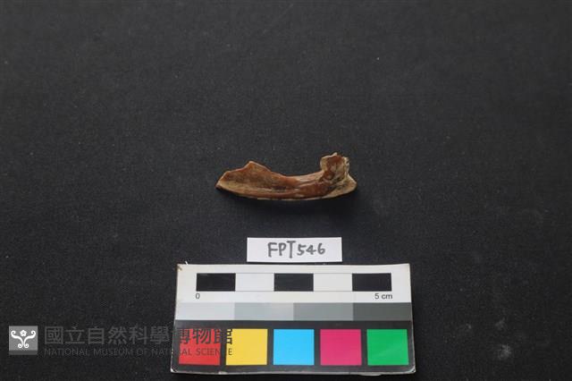 魚骨藏品圖，第1張