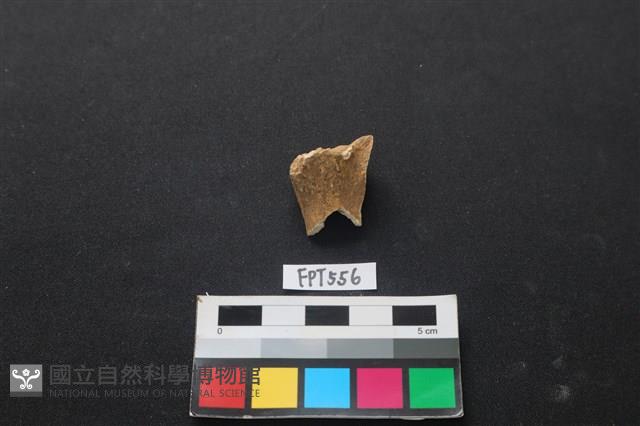 鹿骨藏品圖，第1張