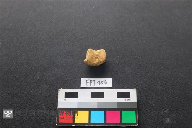 鹿骨藏品圖，第1張