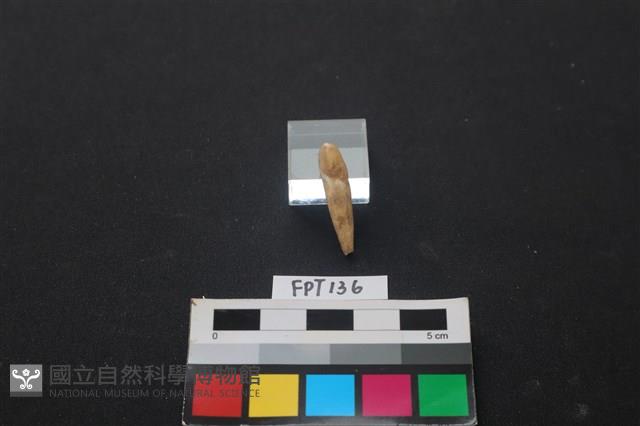 豬骨藏品圖，第1張