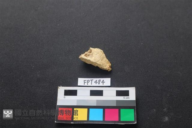 龜骨藏品圖，第1張