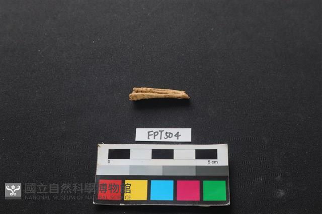 魚骨藏品圖，第1張