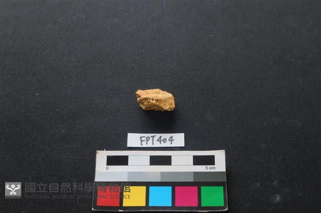 鹿骨藏品圖，第1張