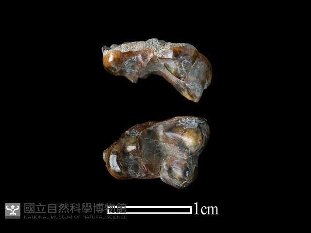 狗骨藏品圖，第1張