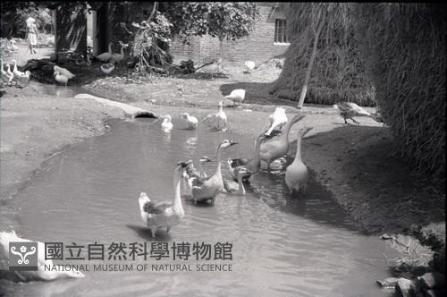 1950至2006年臺灣常民生活藏品圖，第1張