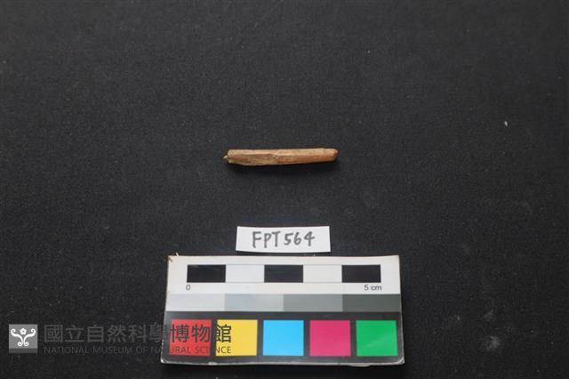 魚骨藏品圖，第1張