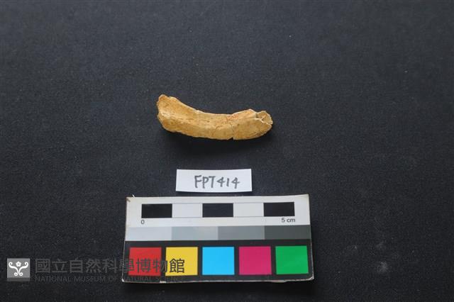 鹿骨藏品圖，第1張