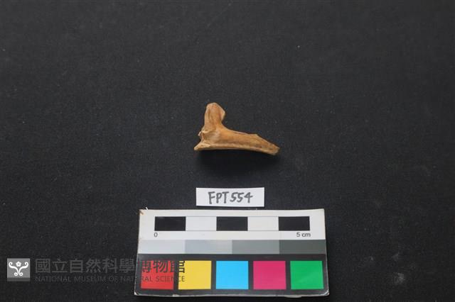 魚骨藏品圖，第1張