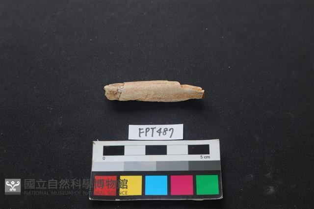 哺乳類動物骨藏品圖，第1張