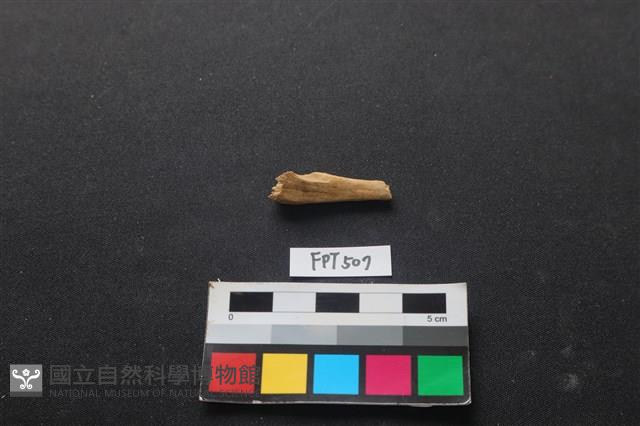 魚骨藏品圖，第1張