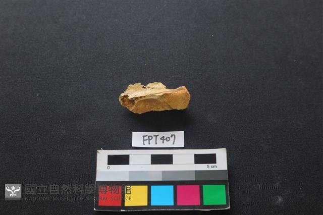 鹿骨藏品圖，第1張