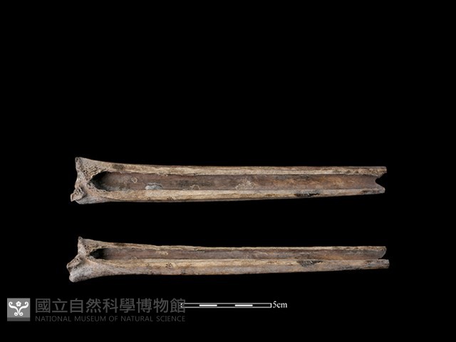 帶加工痕獸骨藏品圖，第1張