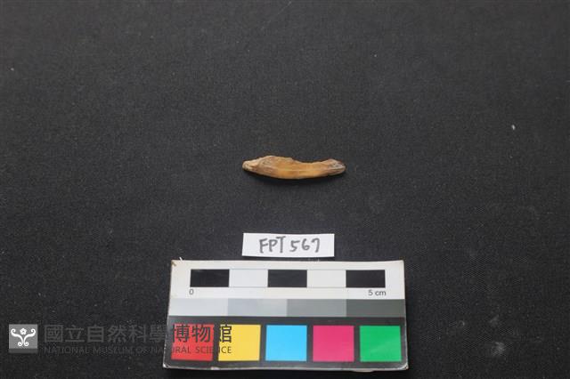 魚骨藏品圖，第1張