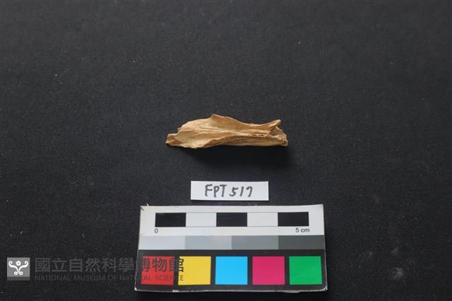 哺乳類動物骨藏品圖，第1張