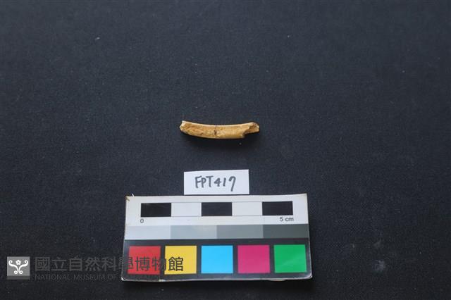 鹿骨藏品圖，第1張