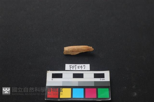 魚骨藏品圖，第1張