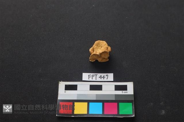 鹿骨藏品圖，第1張