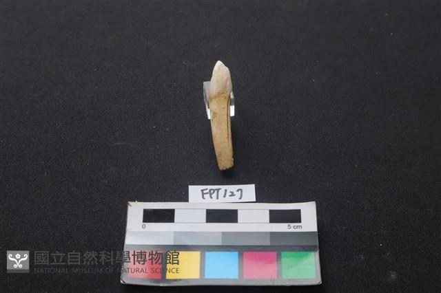 鹿骨藏品圖，第1張