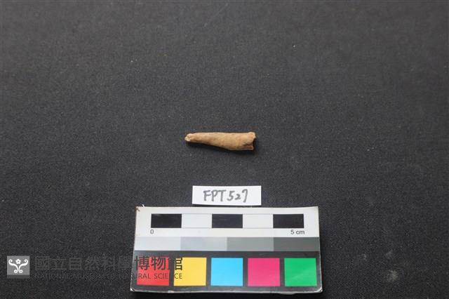 魚骨藏品圖，第1張