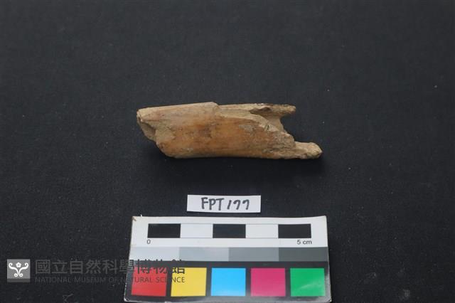 偶蹄類動物骨藏品圖，第1張