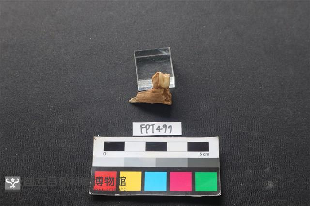 鹿骨藏品圖，第1張