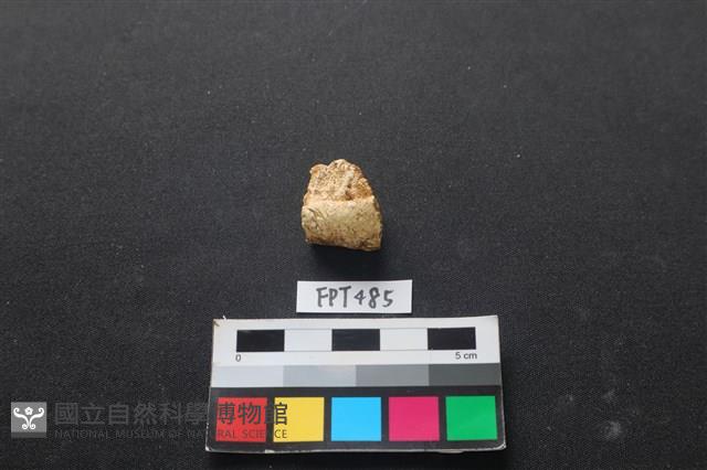 龜骨藏品圖，第1張
