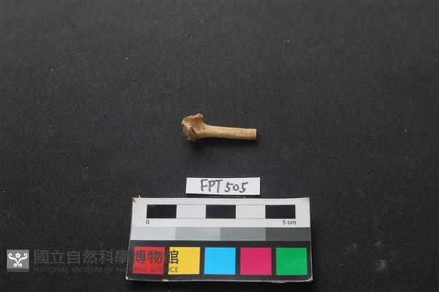 鱉骨藏品圖，第1張