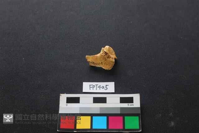 鹿骨藏品圖，第1張