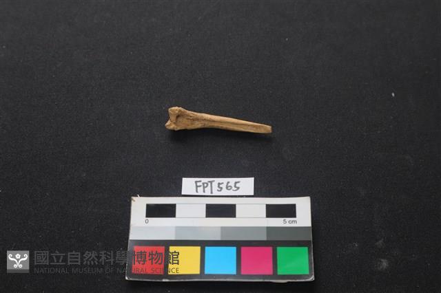 魚骨藏品圖，第1張