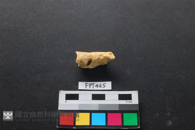 鹿骨藏品圖，第1張