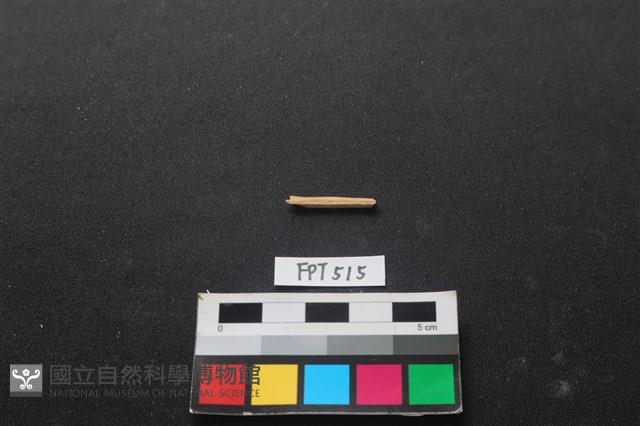 偶蹄類動物骨藏品圖，第1張