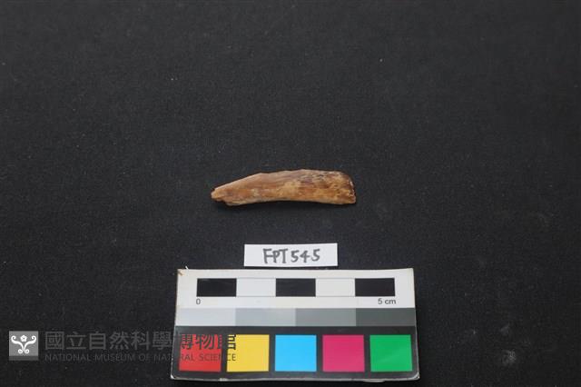 魚骨藏品圖，第1張