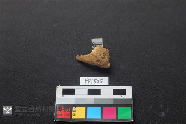 魚骨藏品圖，第1張