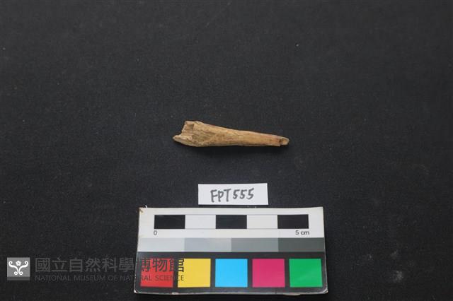 魚骨藏品圖，第1張