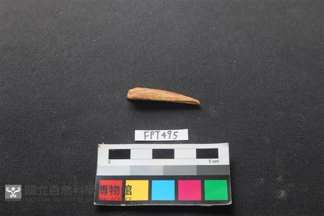 魚骨藏品圖，第1張