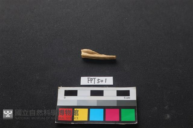 魚骨藏品圖，第1張