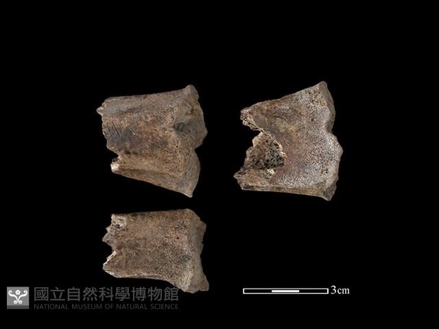 水鹿骨藏品圖，第1張